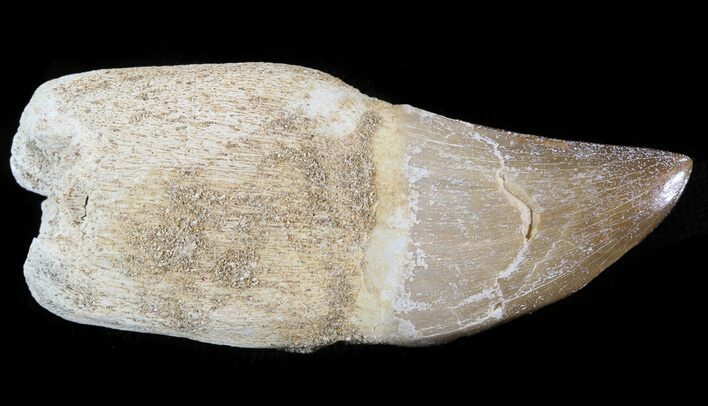 Rooted Mosasaur (Prognathodon) Tooth #43191
